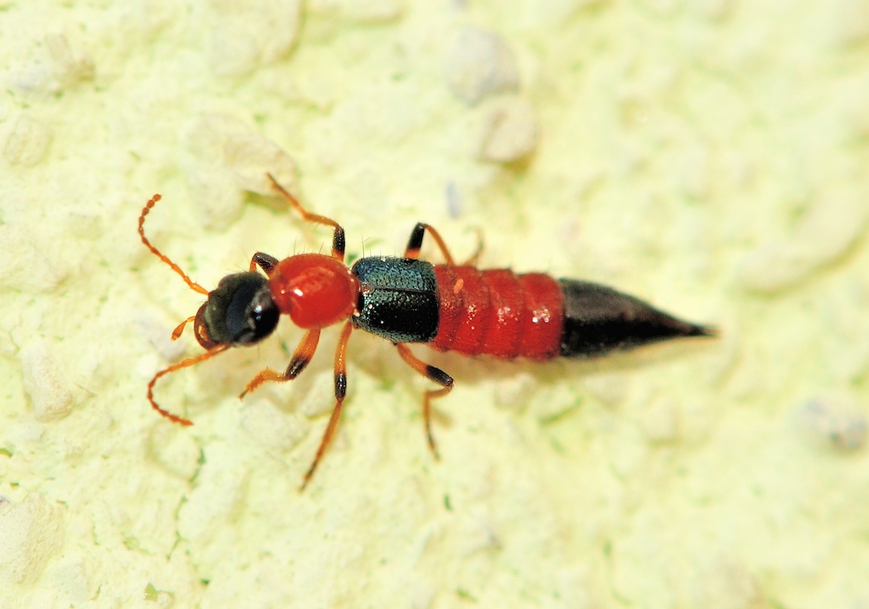 Paederus littoralis